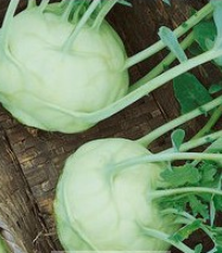 Kedluben bílý Lanro - Brassica oleracea - semena - 300 ks