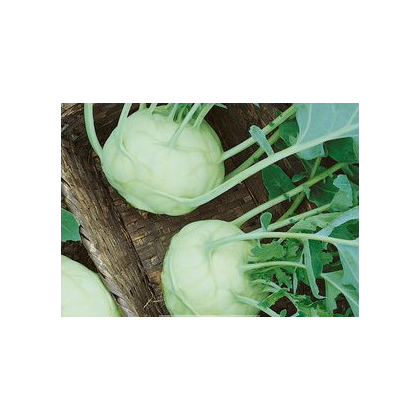 Kedluben bílý Lanro - semena Kedlubnu - Brassica oleracea - 1 gr 