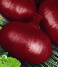 Cibule jarní kuchyňská Brunswijker - Allium cepa - semena - 0,5 g