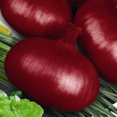 Cibule jarní kuchyňská Brunswijker - Allium cepa - semena - 0,5 g