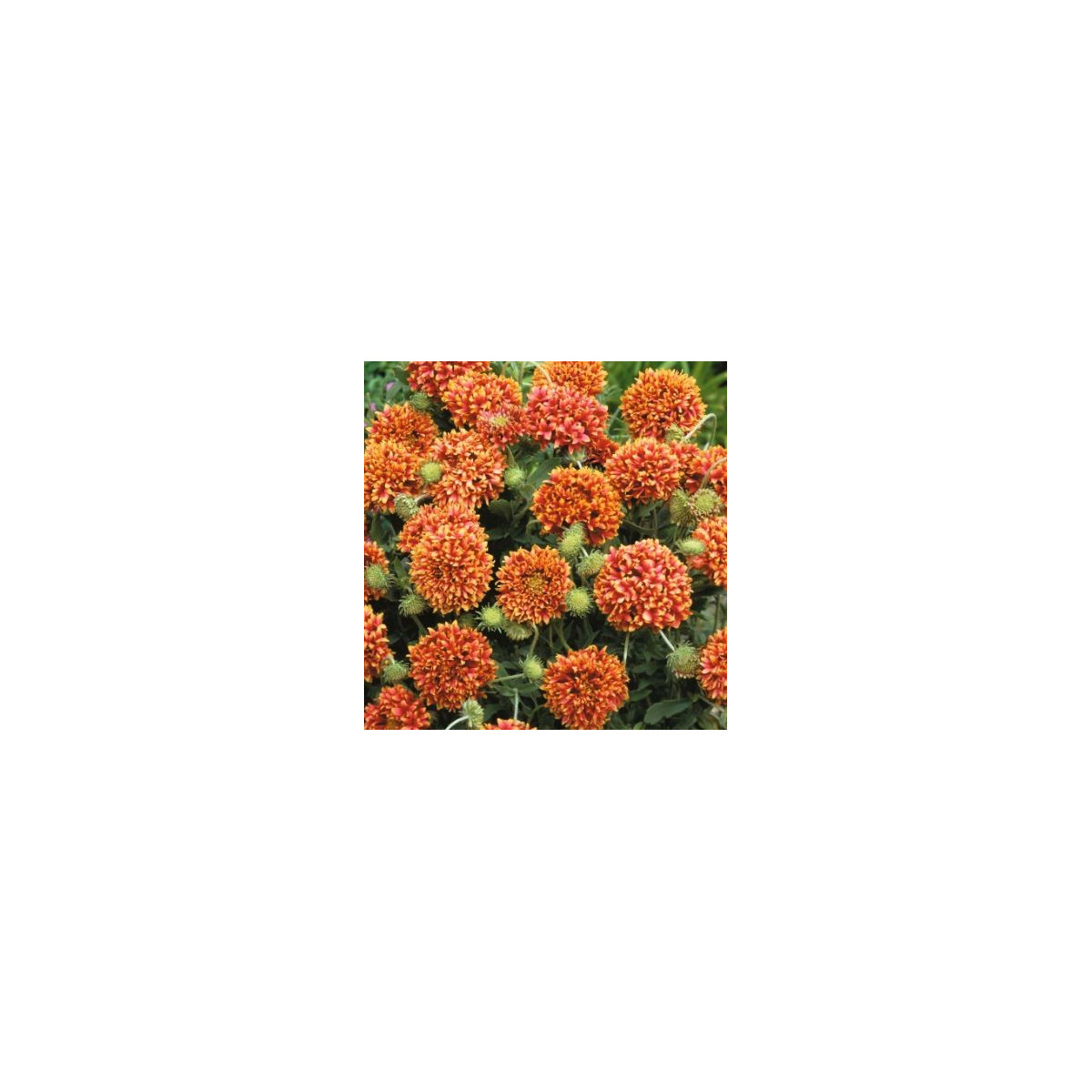 Kokarda jednoduchá Sundance - Gaillardia pulchella - semena - 0,1 g