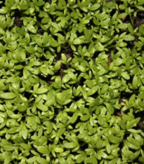 Řeřicha zahradní - Lepidium sativum - semena - 2,5 g