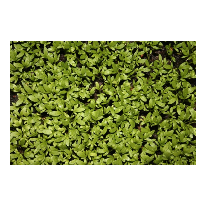 Řeřicha zahradní - Lepidium sativum - semena - 2,5 g