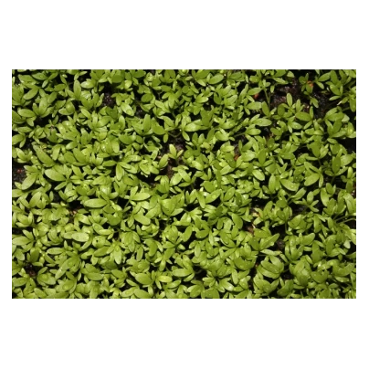 Řeřicha zahradní - Lepidium sativum - semena - 2,5 g