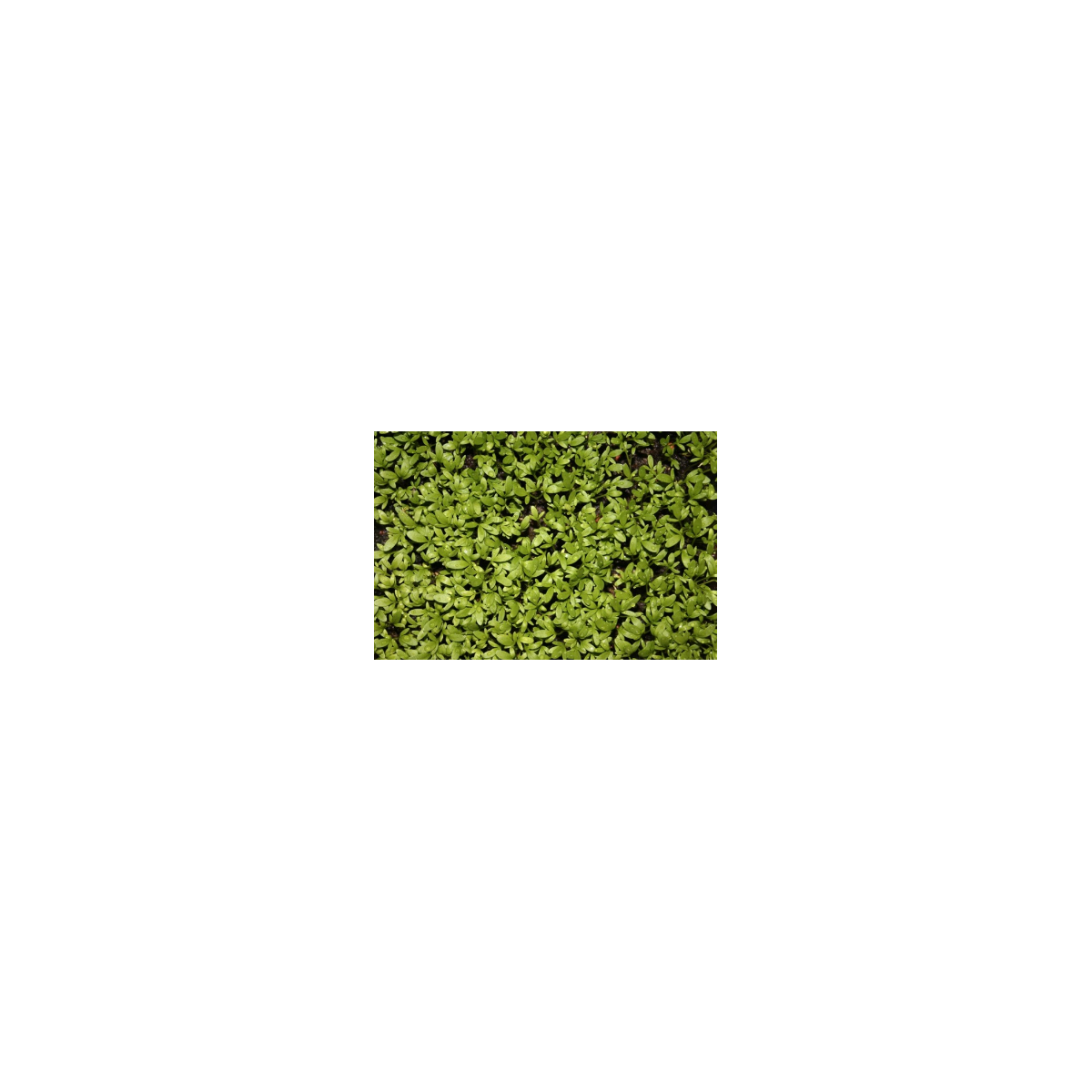 Řeřicha zahradní - rostlina Lepidium sativum - osivo řeřichy - 2.5 g