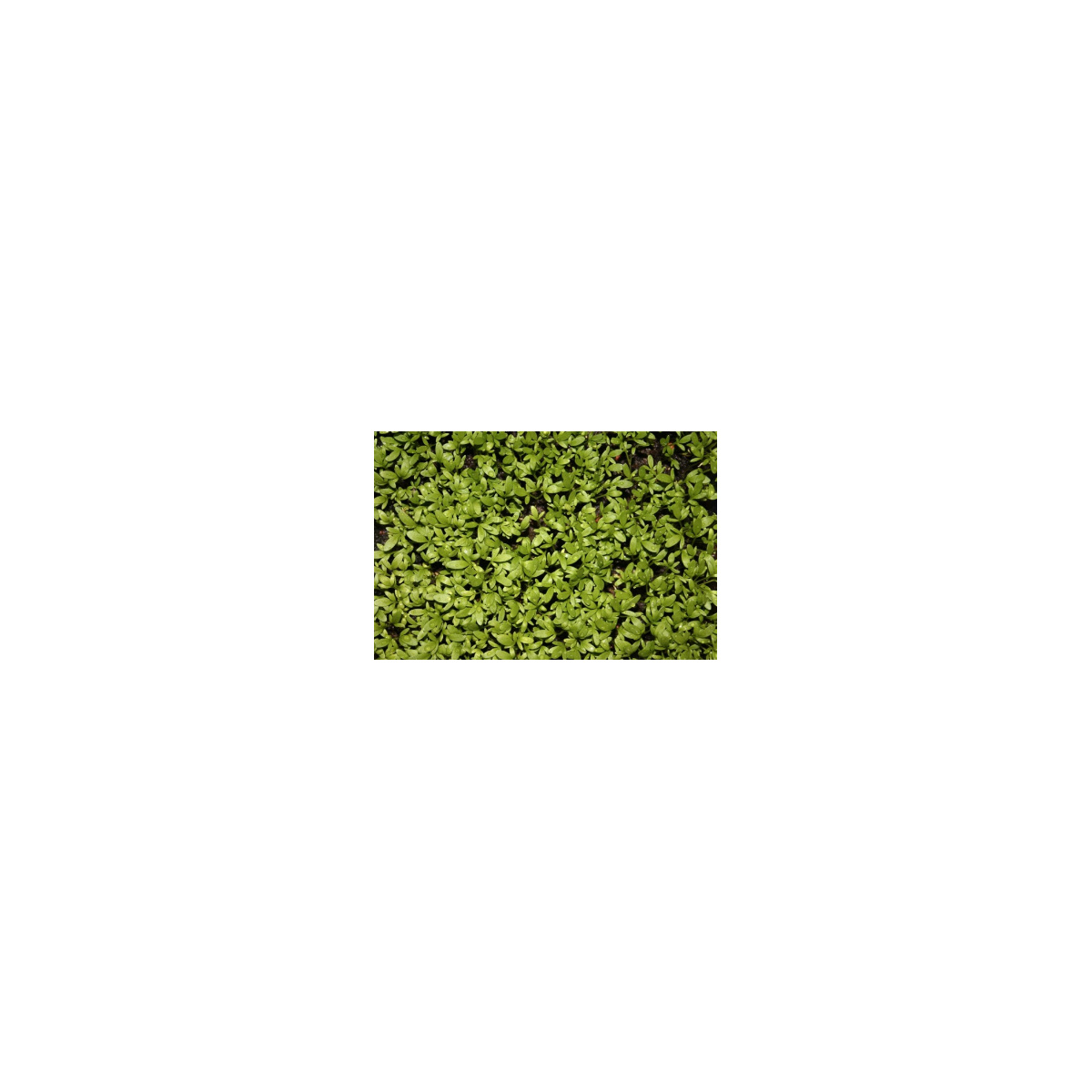 Řeřicha zahradní - Lepidium sativum - semena - 2,5 g
