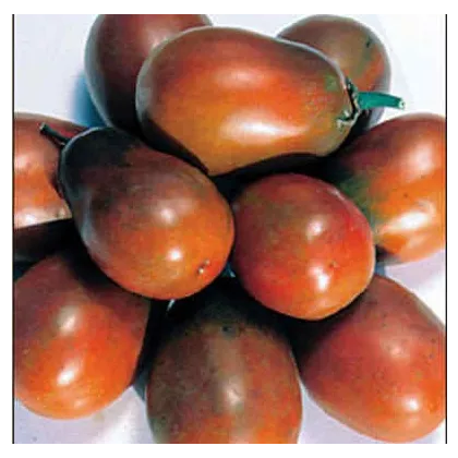 Rajče Černá švestka - Solanum lycopersicum - semena - 6 ks