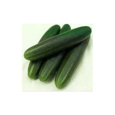 BIO Okurka Palladium F1 - bio semena - 4 ks