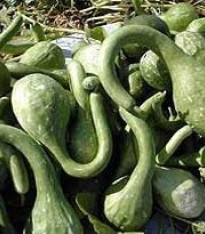 Lagenárie Dipper - Indická okurka - Cucurbita Lagenaria - semena - 6 ks