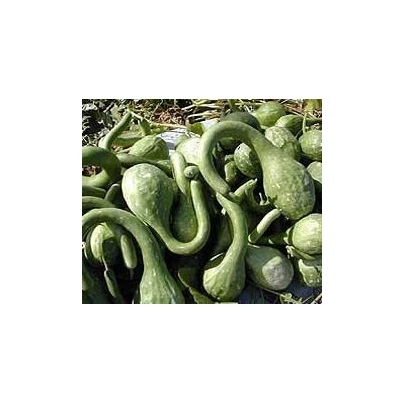 Lagenárie Dipper - Indická okurka - Cucurbita Lagenaria - semena - 6 ks