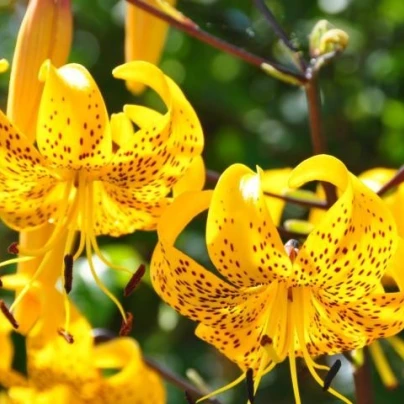 Lilie Citronella - Lilium - cibuloviny - 1 ks