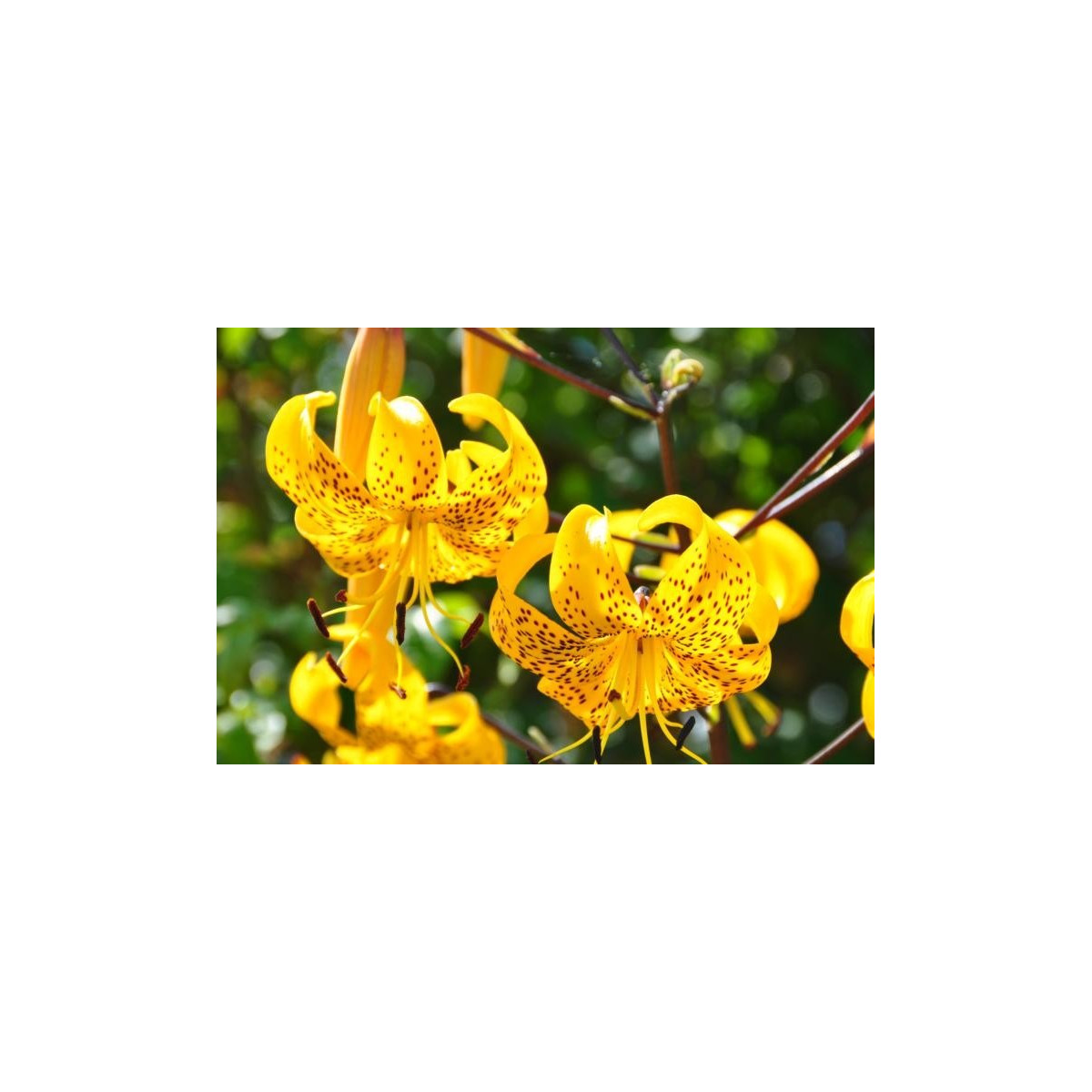Lilie Citronella - Lilium - cibuloviny - 1 ks