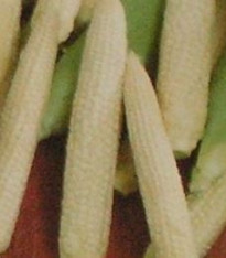 Kukuřice Minipop F1 - Zea mays - semena - 15 ks