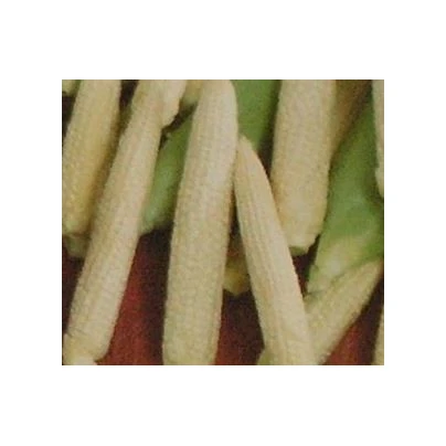 Kukuřice Minipop F1 - Zea mays - semena - 15 ks