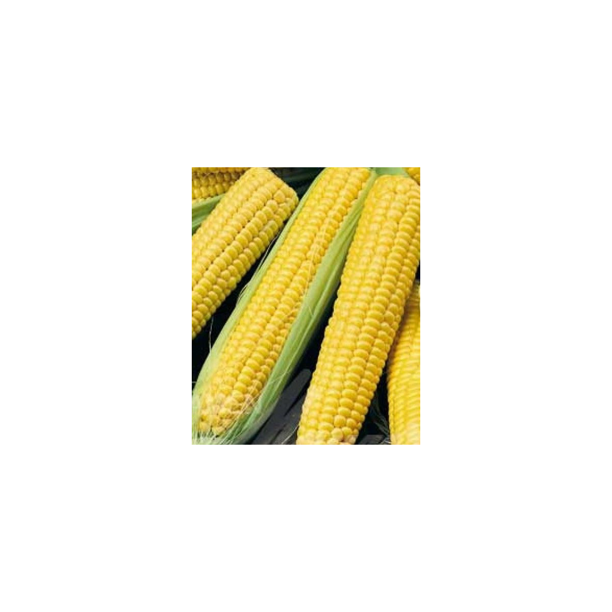 Kukuřice cukrová Tasty Sweet F1 - Zea Mays - semena - 16 ks