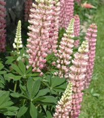 Lupina mnoholistá Chatelaine - Lupinus polyphyllus - semena - 30 ks
