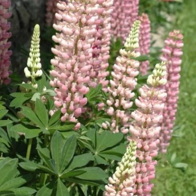 Lupina mnoholistá Chatelaine - Lupinus polyphyllus - semena - 30 ks