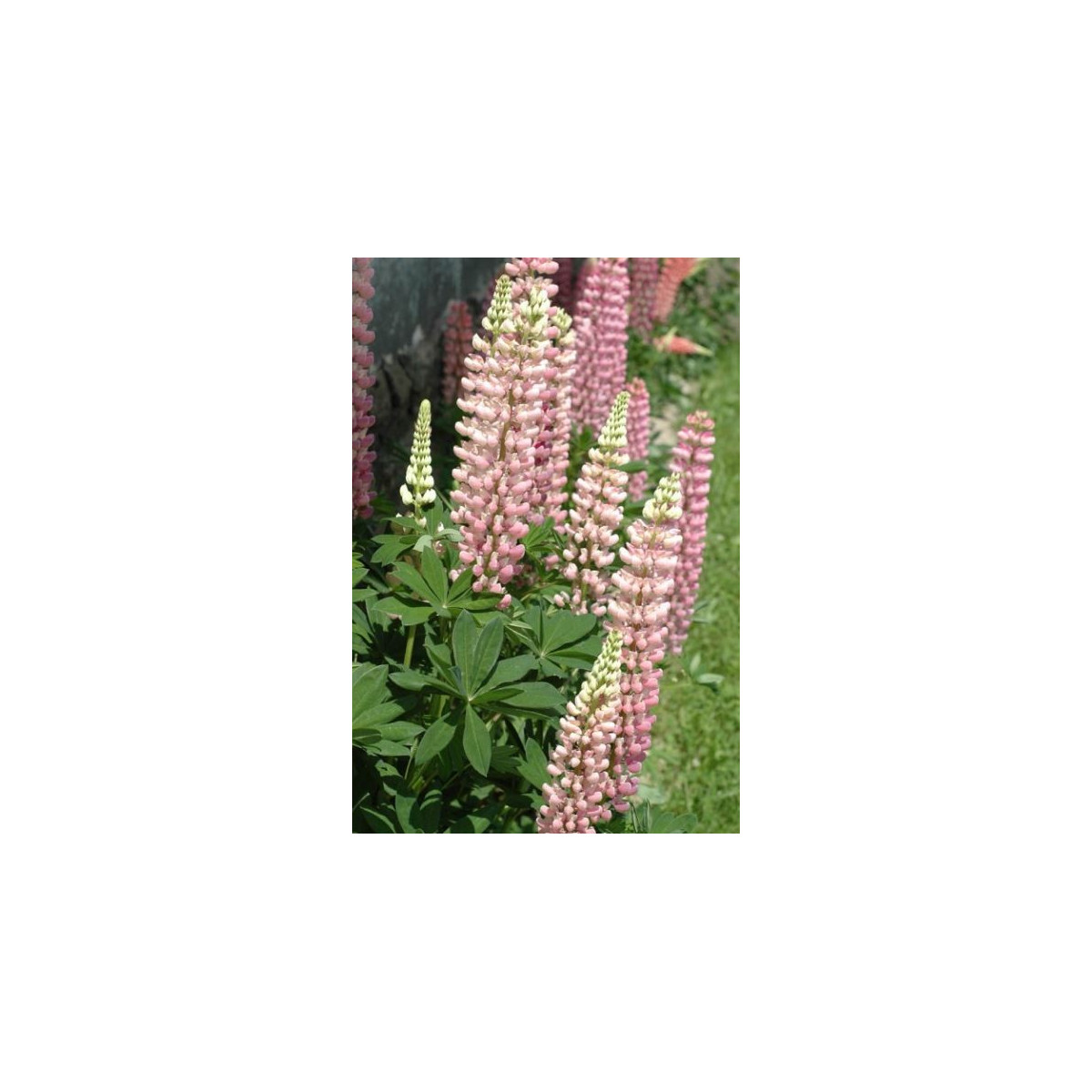 Lupina mnoholistá Chatelaine - Lupinus polyphyllus - semena - 30 ks