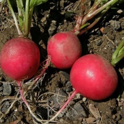 Ředkev setá - Raphanus sativus - semena - 100 ks