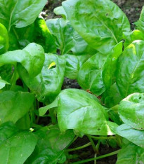 BIO Špenát setý - Spinacia oleracen L. - bio semena - 12 g