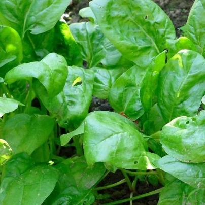 BIO Špenát setý - Spinacia oleracen L. - bio semena - 12 g