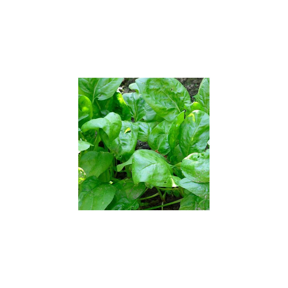 BIO Špenát setý - Spinacia oleracen L. - bio semena - 12 g