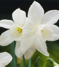 Narcis Rippling Waters - Narcissus L. - cibuloviny - 3 ks