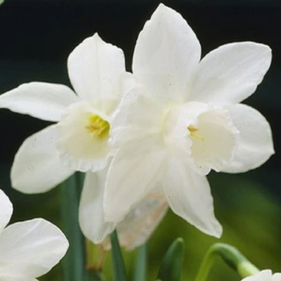 Narcis Rippling Waters - Narcissus L. - cibuloviny - 3 ks