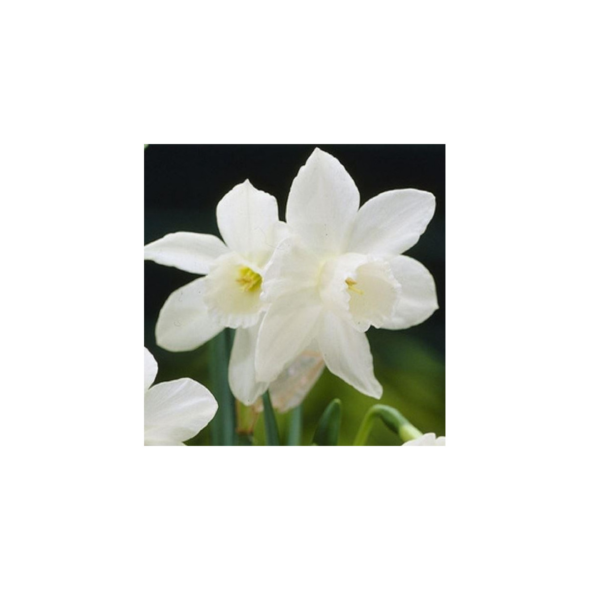 Narcis Rippling Waters - Narcissus L. - cibuloviny - 3 ks