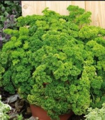 Petržel Clivi - Petroselinum crispum - semena - 1 g