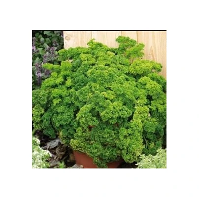 Petržel Clivi - Petroselinum crispum - semena - 1 g