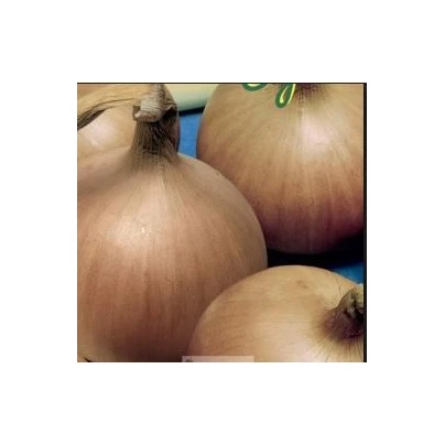 Cibule jarní Signum - Allium cepa - semena - 0,5 g