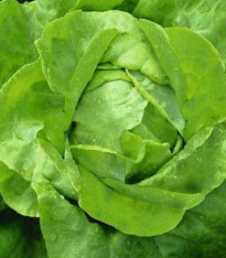 Salát hlávkový máslový - Lactuca sativa - semena - 0,5 g