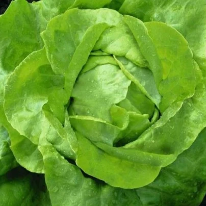 Salát hlávkový máslový - Lactuca sativa - semena - 0,5 g