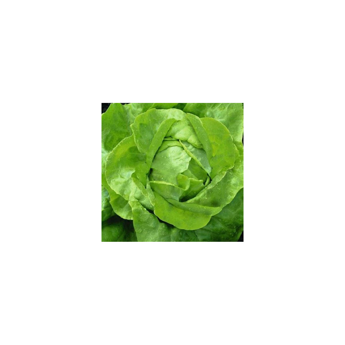 Salát hlávkový máslový - Lactuca sativa - semena - 0,5 g