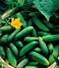 BIO okurka nakládačka F1 Diamant - Cucumis sativus - bio semena - 8 ks
