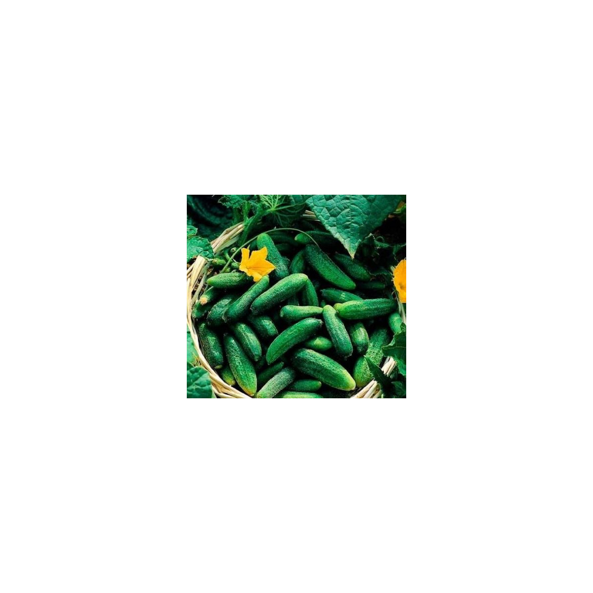 BIO okurka nakládačka F1 Diamant - Cucumis sativus - bio semena - 8 ks