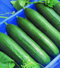 BIO Okurka salátová Hadovka Paska F1 - Cucumis sativus - bio semena - 4 ks