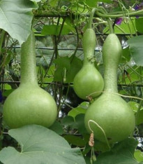 Indická okurka Lagenárie - Lagenaria siceraria - semena - 8 ks