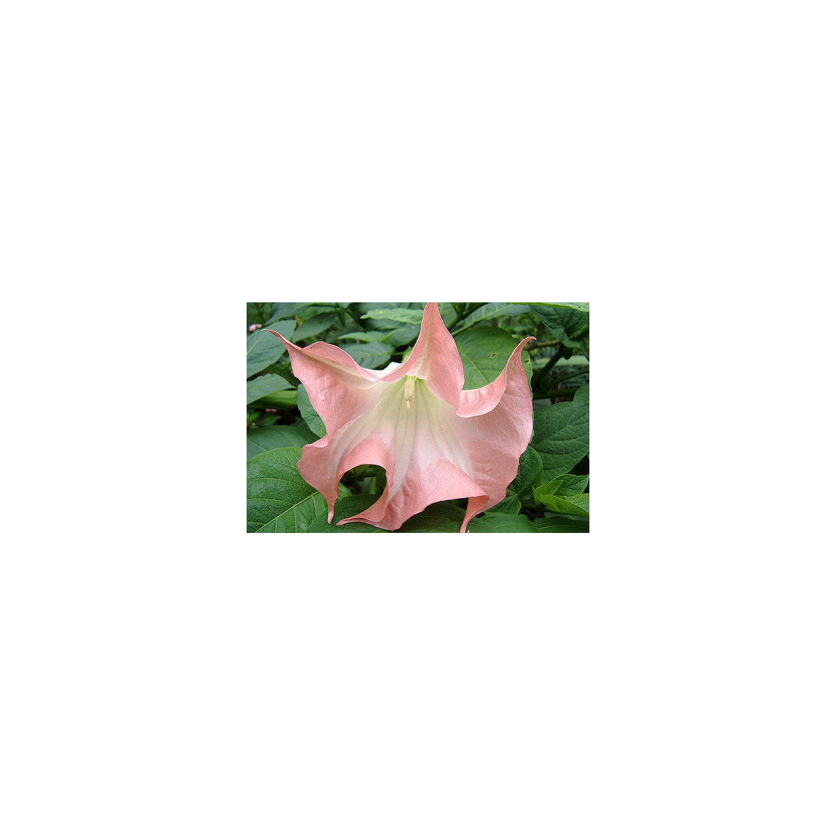 Brugmansie růžová - Brugmansia sp - semena - 5 ks