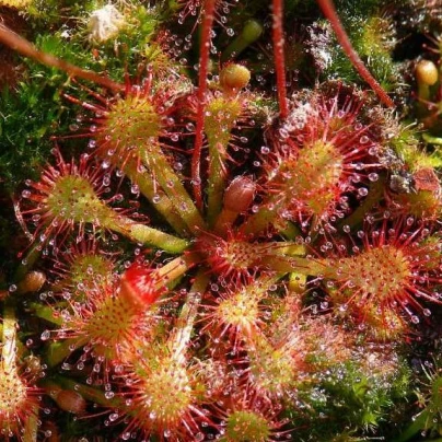 Rosnatka vláskatá - Drosera capillaris - semena - 10 ks
