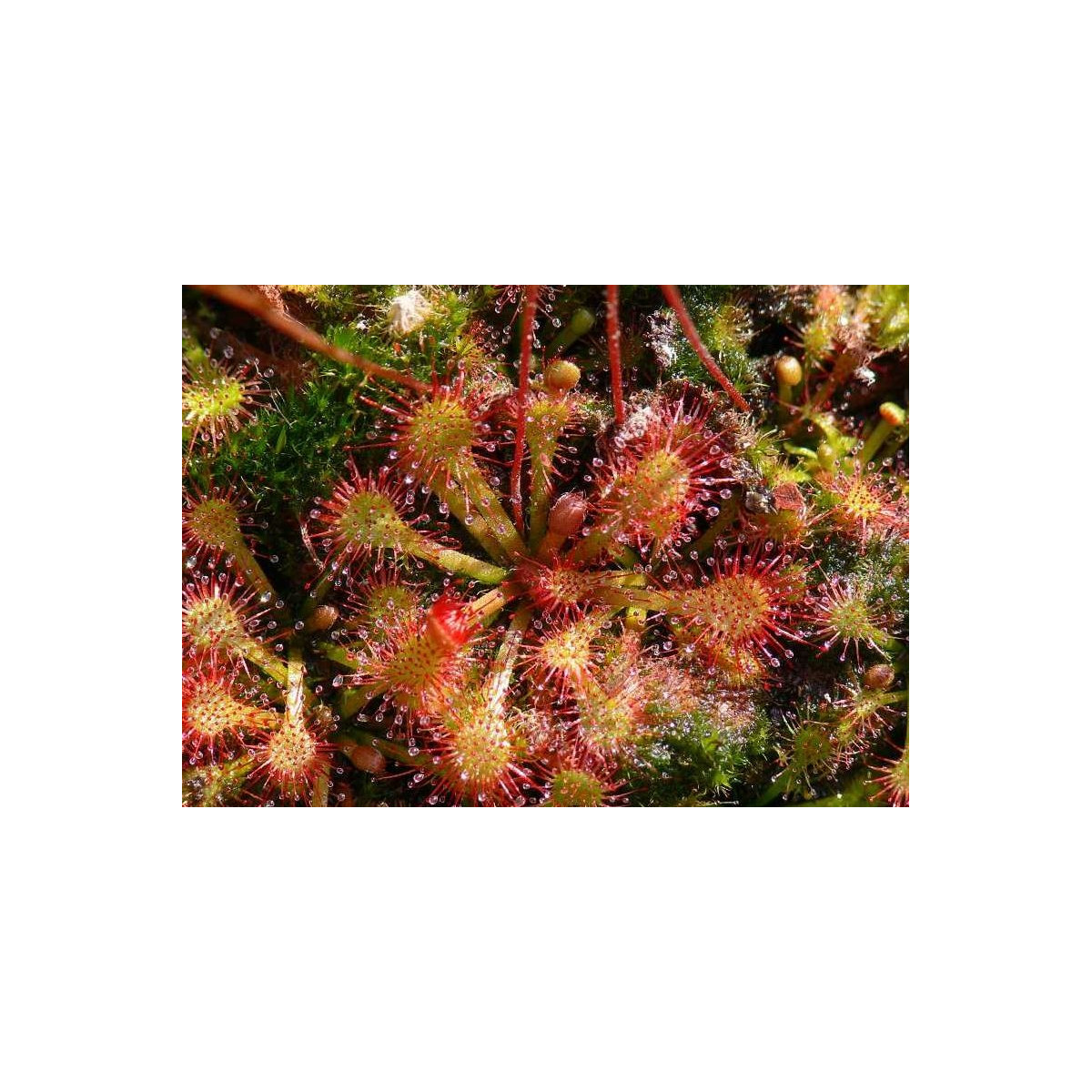 Rosnatka vláskatá - Drosera capillaris - semena - 10 ks