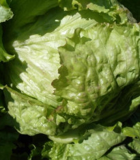 Salát ledový Saladin - Lactuca sativa - semena - 0,2 g