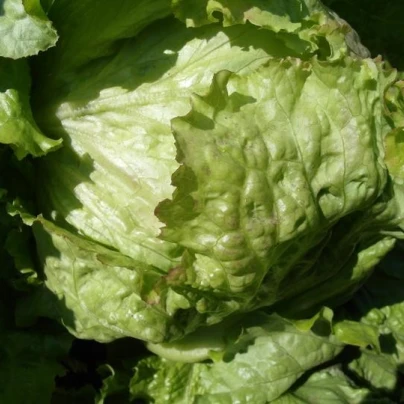 Salát ledový Saladin - Lactuca sativa - semena - 0,2 g