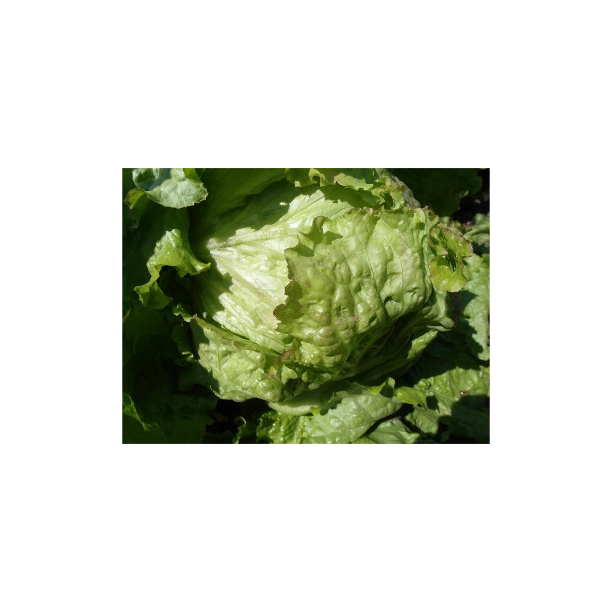 Salát ledový Saladin - Lactuca sativa - semena - 0,2 g