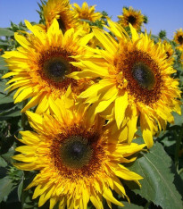 Slunečnice žlutá obří - Helianthus annuus - semena - 8 ks