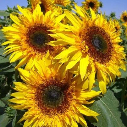 Slunečnice žlutá obří - Helianthus annuus - semena - 8 ks