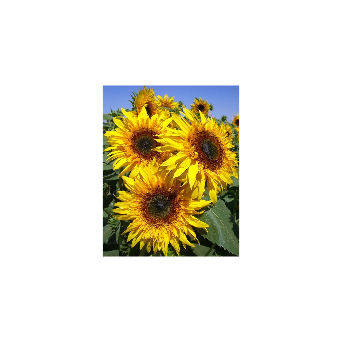 Slunečnice žlutá obří - Helianthus annuus - semena - 8 ks