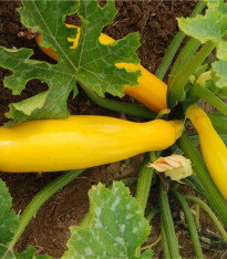 Cuketa Atena F1 - Cucurbita pepo - semena - 10 ks