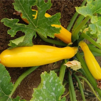 Cuketa Atena F1 - Cucurbita pepo - semena - 10 ks